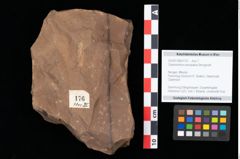 Foto (Objekt + Etikett) von Glyptostrobus europaeus Brongniart (NHMW-GEO-2024-0188-0176)